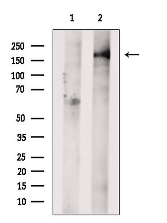 GREB1 Antibody in Western Blot (WB)