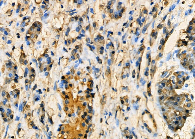HAX1 Antibody in Immunohistochemistry (Paraffin) (IHC (P))