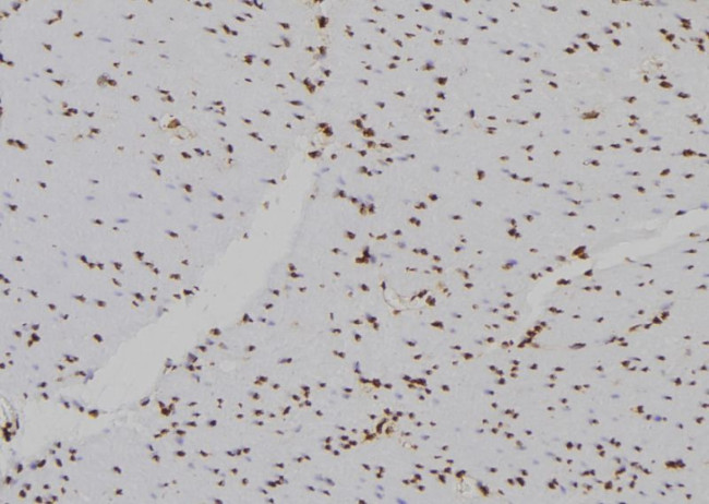 Histone H2B Antibody in Immunohistochemistry (Paraffin) (IHC (P))