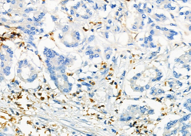 ICOS (CD278) Antibody in Immunohistochemistry (Paraffin) (IHC (P))