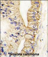 CDH7 Antibody in Immunohistochemistry (Paraffin) (IHC (P))