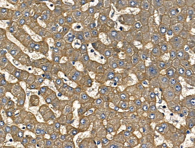 IL-12 p70 Antibody in Immunohistochemistry (Paraffin) (IHC (P))
