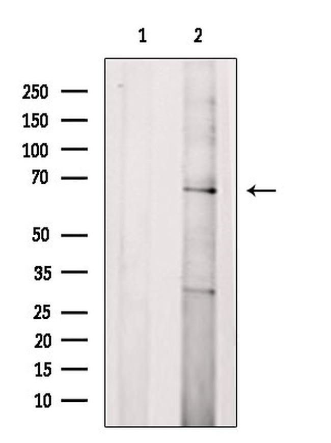 CD218a (IL-18Ra) Polyclonal Antibody (PA5-115404)