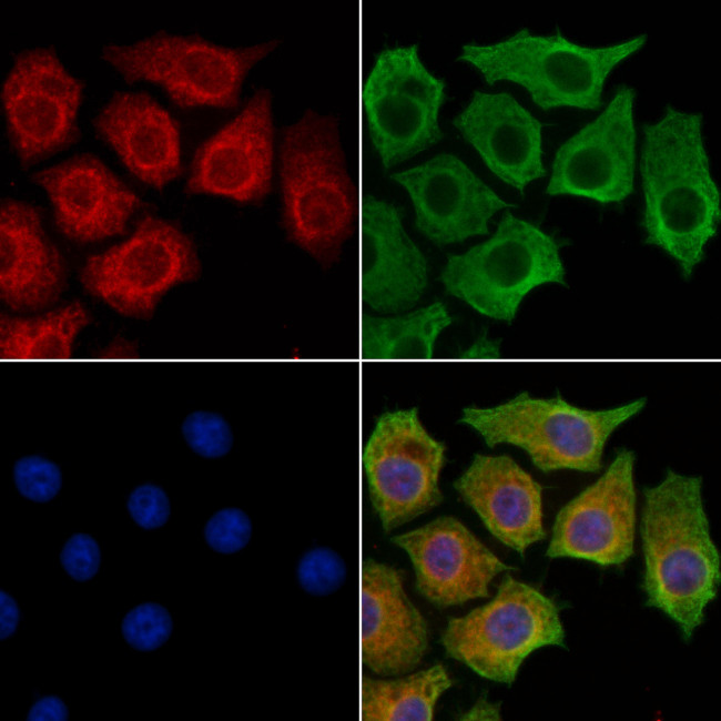 IL4I1 Antibody in Immunocytochemistry (ICC/IF)