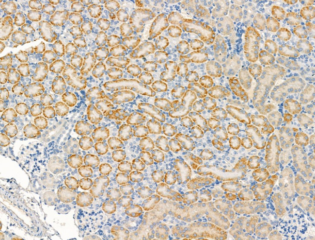 KCNK2 Antibody in Immunohistochemistry (Paraffin) (IHC (P))