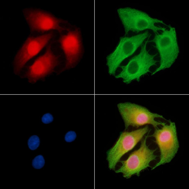 KHDRBS3 Antibody in Immunocytochemistry (ICC/IF)
