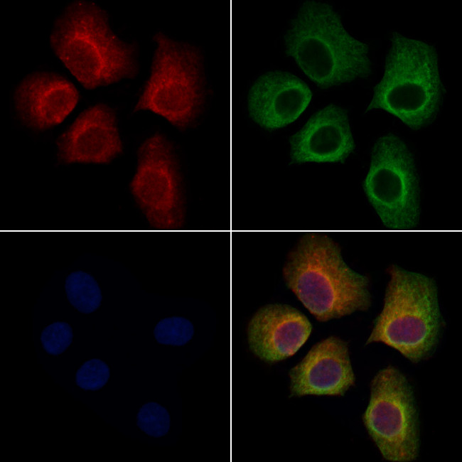 LRRC7 Antibody in Immunocytochemistry (ICC/IF)