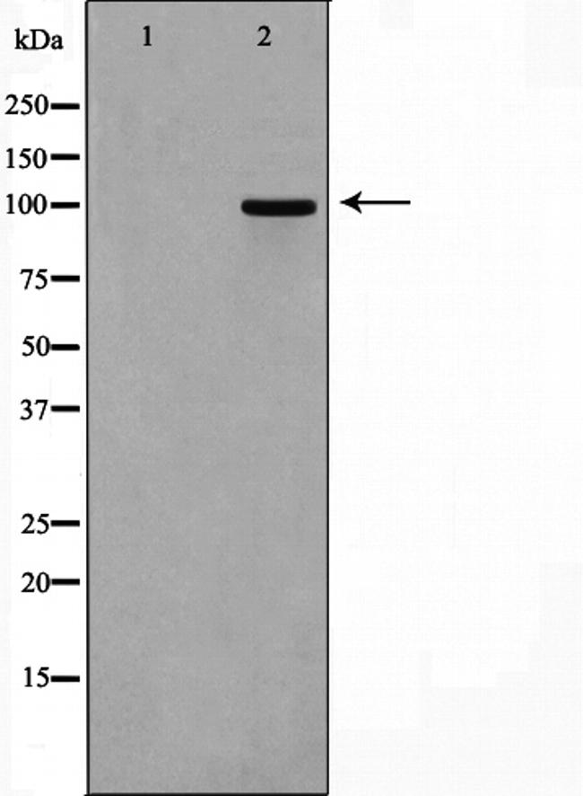 CSF1R Antibody in Western Blot (WB)