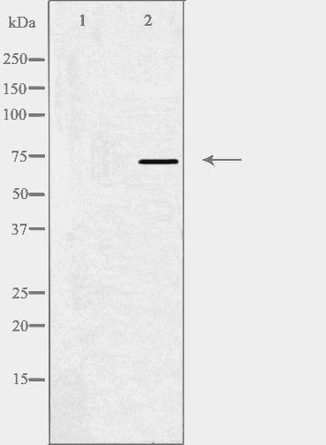 MED17 Antibody in Western Blot (WB)