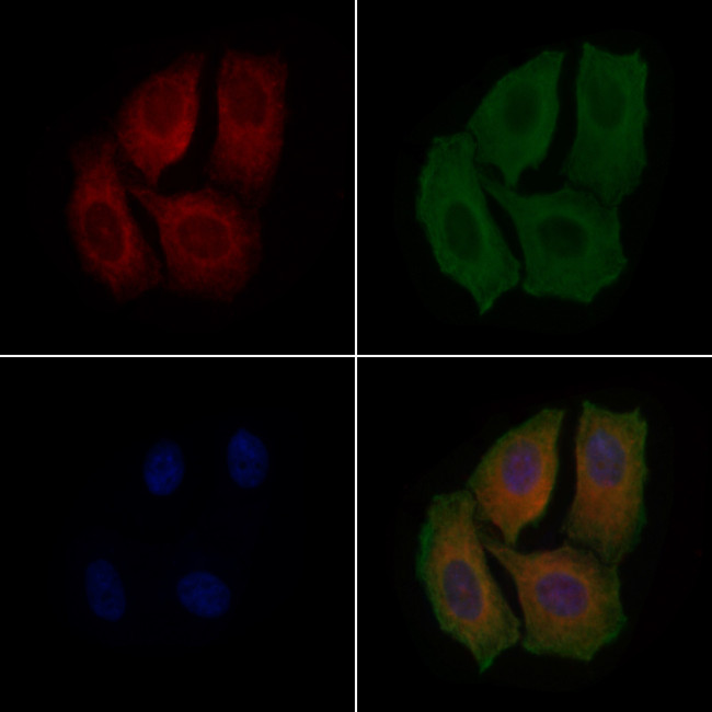 MRPL19 Antibody in Immunocytochemistry (ICC/IF)