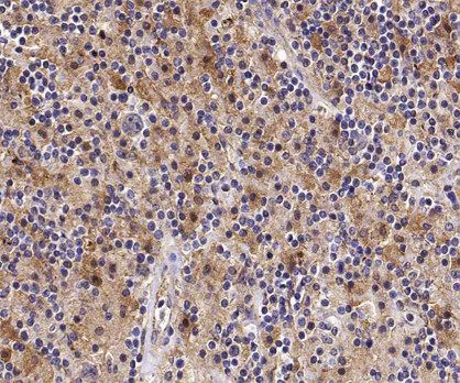 MST1 (STK4) Antibody in Immunohistochemistry (Paraffin) (IHC (P))