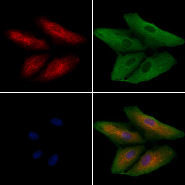 MST4 Antibody in Immunocytochemistry (ICC/IF)