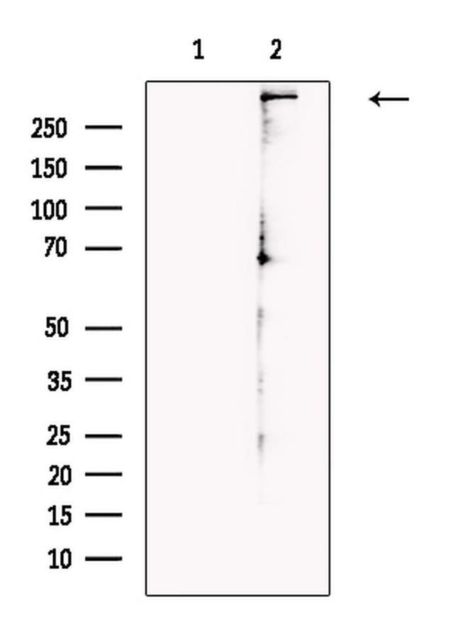 PAM Antibody in Western Blot (WB)