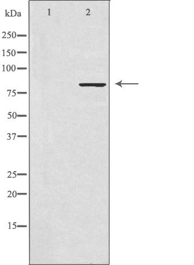 SLC4A1AP Antibody in Western Blot (WB)