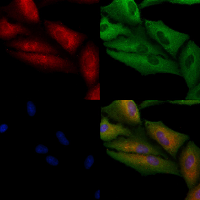 NDUFA1 Antibody in Immunocytochemistry (ICC/IF)