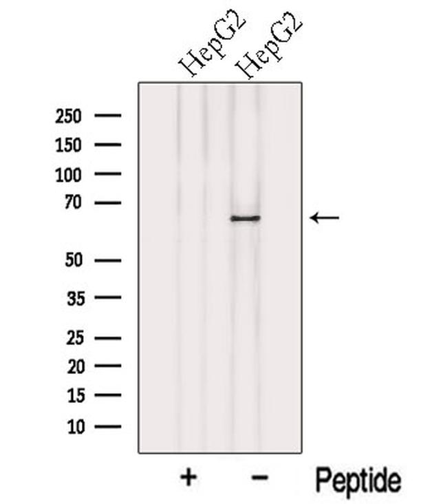 COBRA1 Antibody in Western Blot (WB)