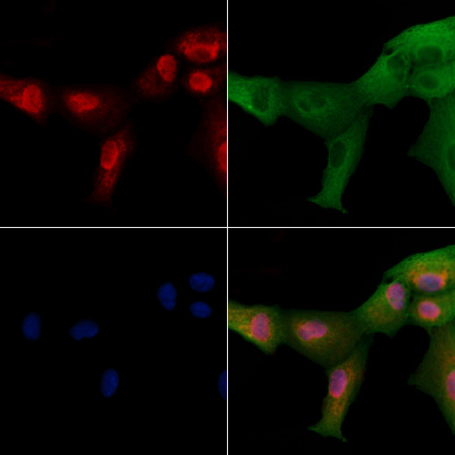 NEUROD4 Antibody in Immunocytochemistry (ICC/IF)
