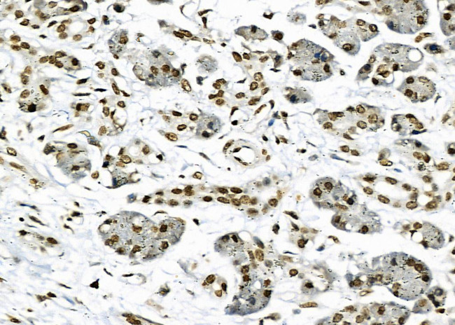 NKAP Antibody in Immunohistochemistry (Paraffin) (IHC (P))
