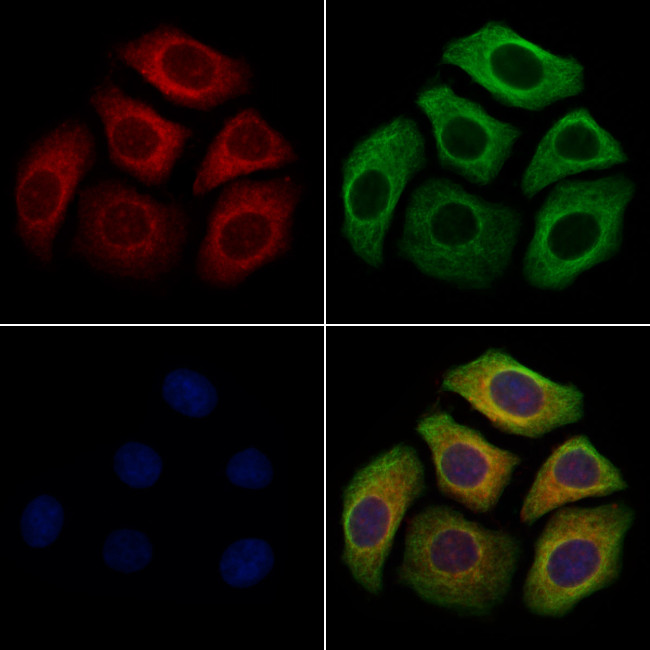 NPW Antibody in Immunocytochemistry (ICC/IF)