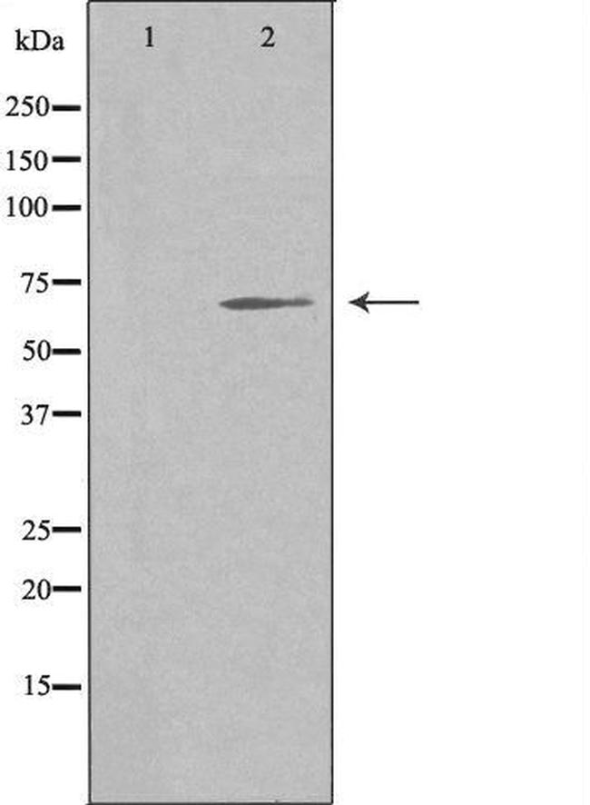 NOR-1 Antibody in Western Blot (WB)