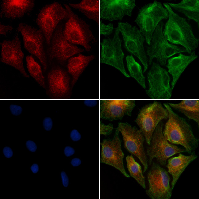 PAG1 Antibody in Immunocytochemistry (ICC/IF)