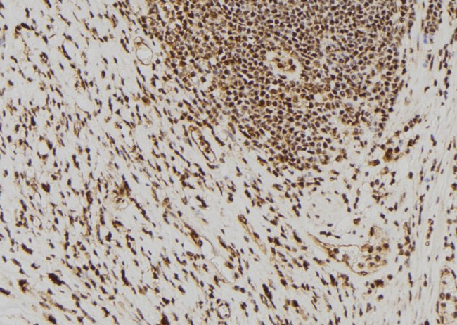 PAK7 Antibody in Immunohistochemistry (Paraffin) (IHC (P))