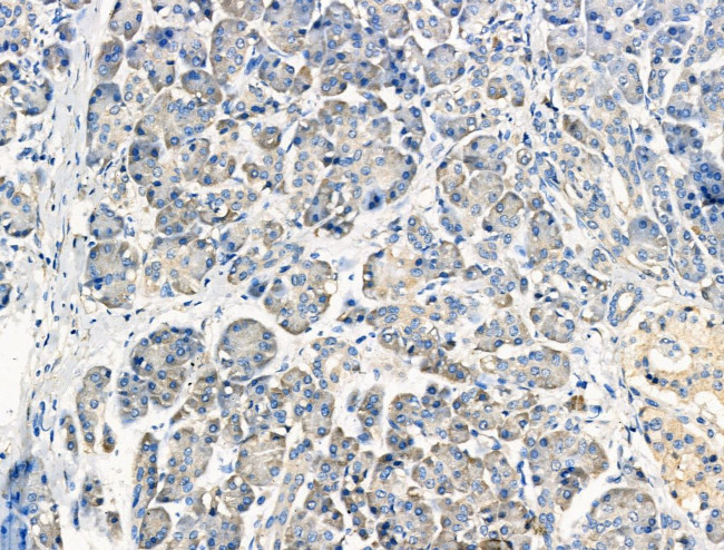 PPY Antibody in Immunohistochemistry (Paraffin) (IHC (P))