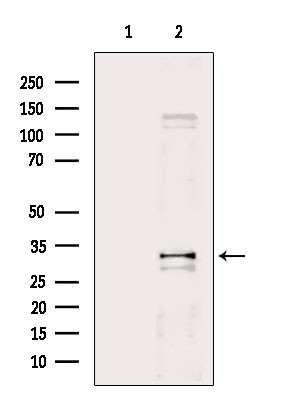 PD-1 Antibody in Western Blot (WB)