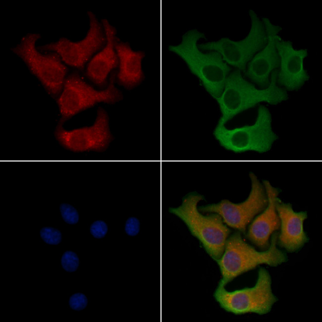 PECI Antibody in Immunocytochemistry (ICC/IF)