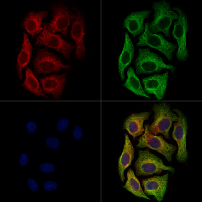 PEN2 Antibody in Immunocytochemistry (ICC/IF)