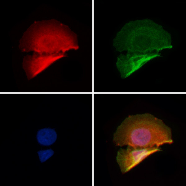 PHF3 Antibody in Immunocytochemistry (ICC/IF)
