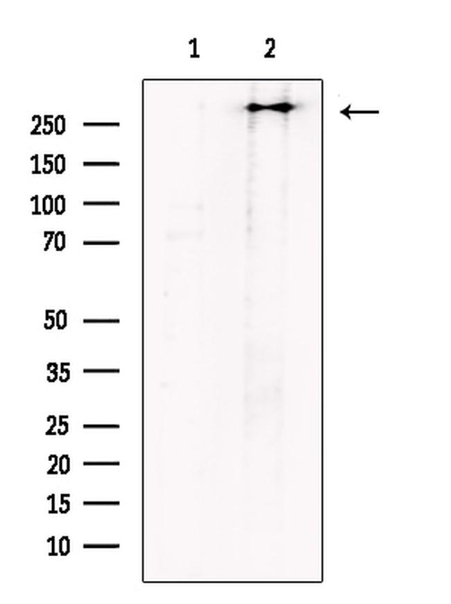 Polycystin 1 Antibody in Western Blot (WB)