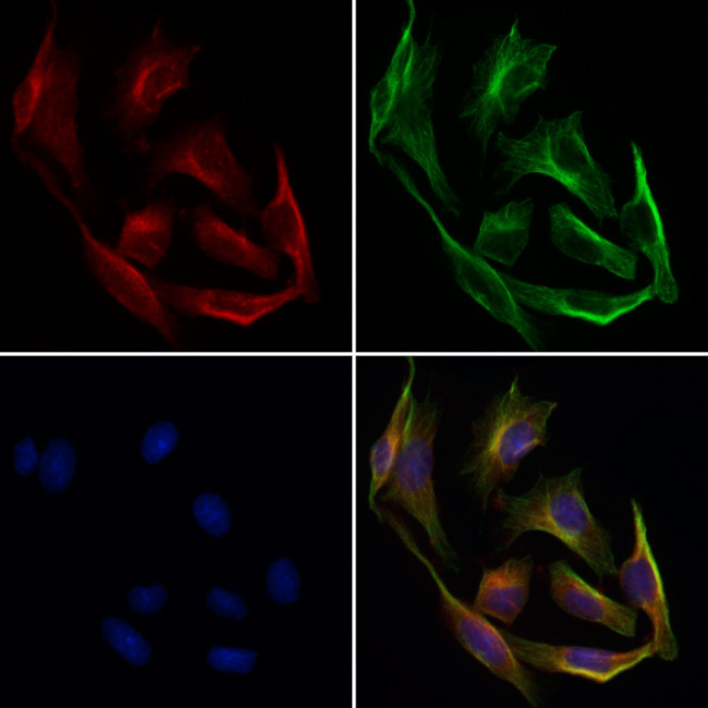 PON1 Antibody in Immunocytochemistry (ICC/IF)