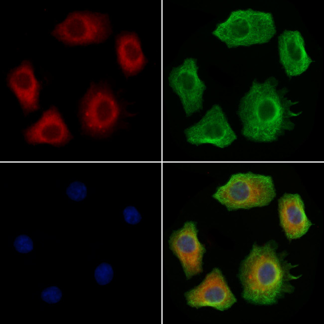PREP Antibody in Immunocytochemistry (ICC/IF)