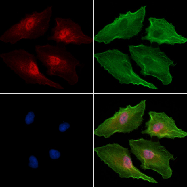 PSMA4 Antibody in Immunocytochemistry (ICC/IF)