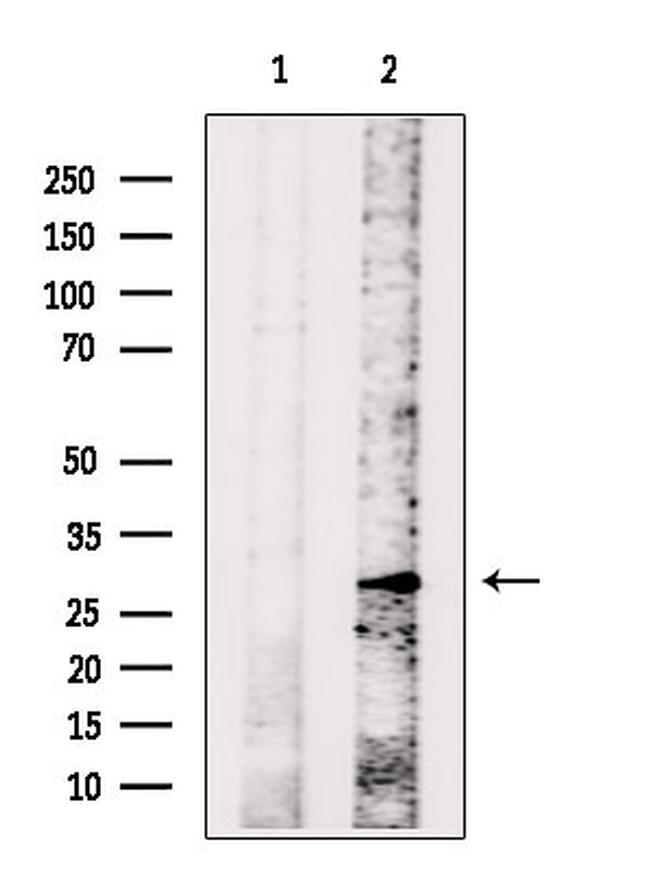 MPZL1 Antibody in Western Blot (WB)