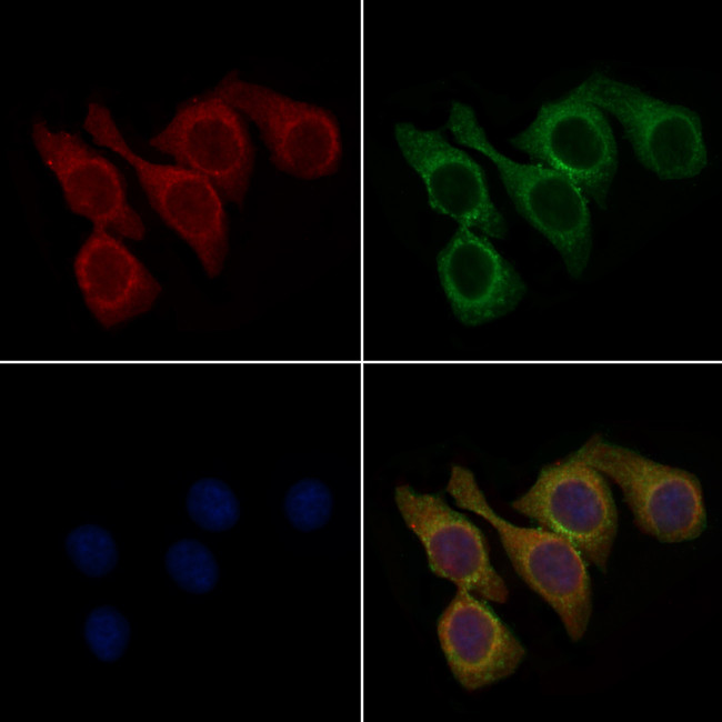 RGMA Antibody in Immunocytochemistry (ICC/IF)