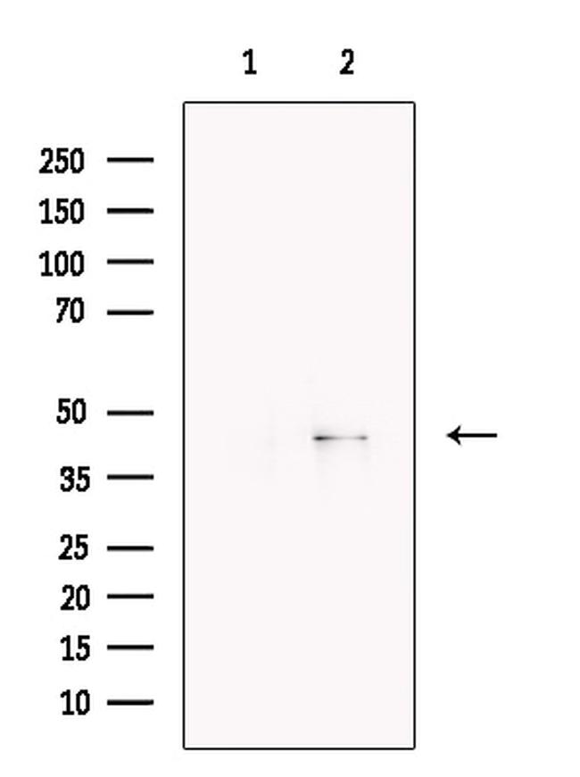 SERPINB1 Antibody in Western Blot (WB)