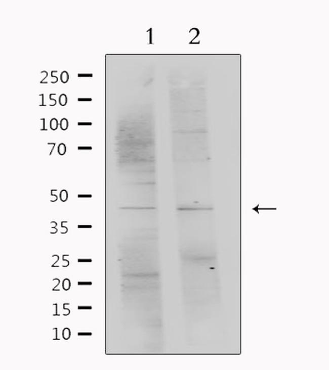 PEDF Antibody in Western Blot (WB)