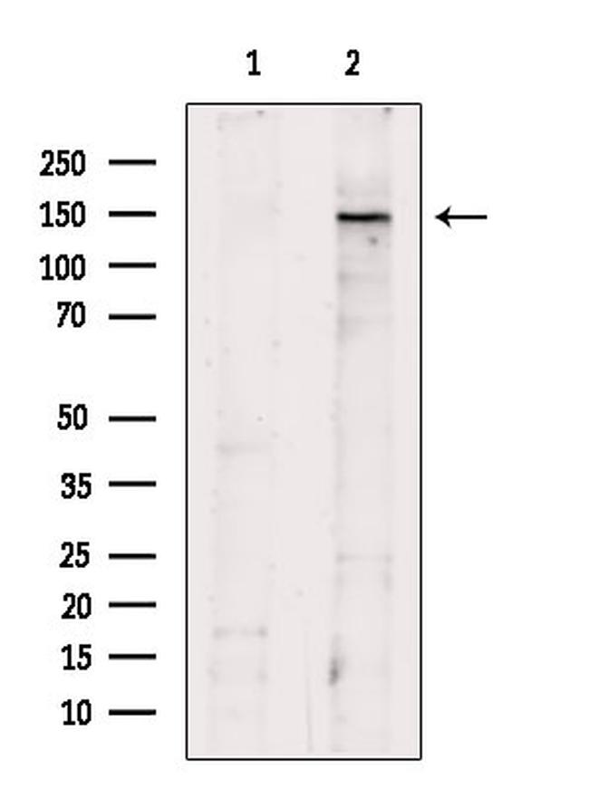 SFRS15 Antibody in Western Blot (WB)