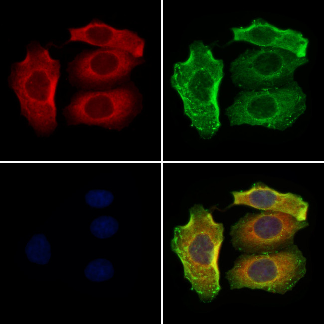 SLC7A5 Antibody in Immunocytochemistry (ICC/IF)