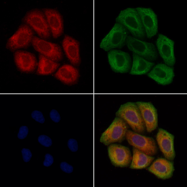 STARD7 Antibody in Immunocytochemistry (ICC/IF)