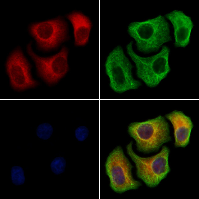 Syntaxin 6 Antibody in Immunocytochemistry (ICC/IF)
