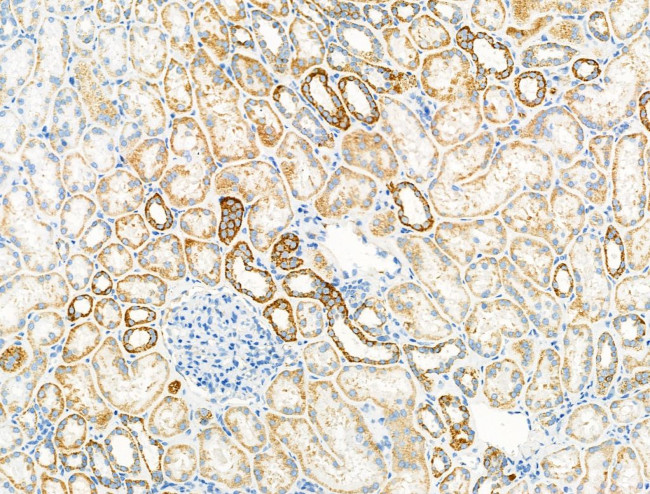 SV2A Antibody in Immunohistochemistry (Paraffin) (IHC (P))