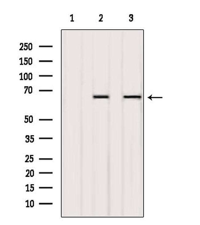 Synaptotagmin 1/2 Antibody in Western Blot (WB)
