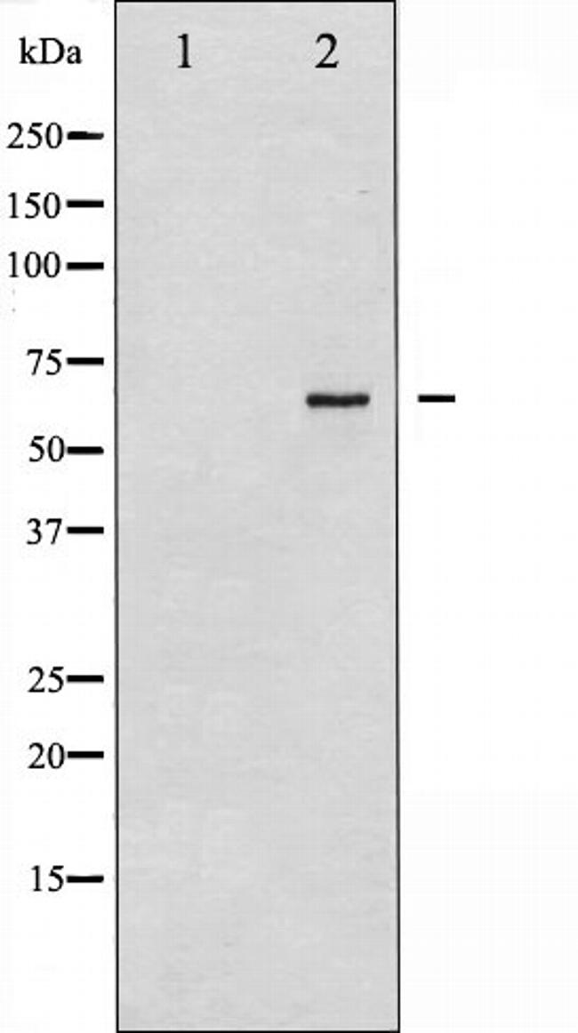 Synaptotagmin 1/2 Antibody in Western Blot (WB)
