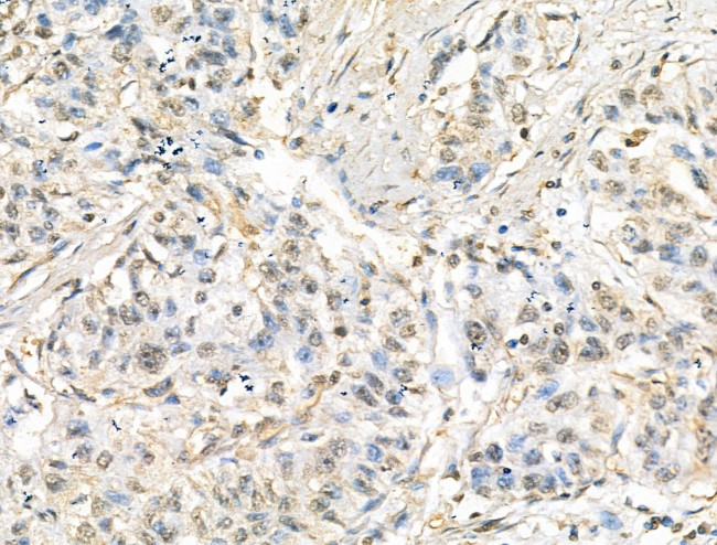 TET3 Antibody in Immunohistochemistry (Paraffin) (IHC (P))