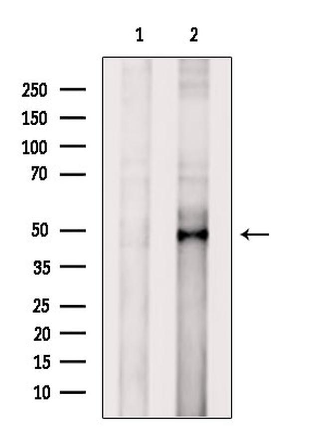 AP2 gamma Antibody in Western Blot (WB)