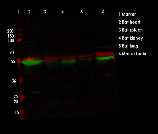 TFEB Antibody in Western Blot (WB)
