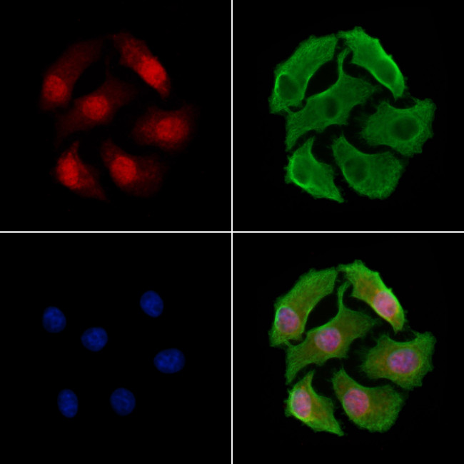 Torc2 Antibody in Immunocytochemistry (ICC/IF)